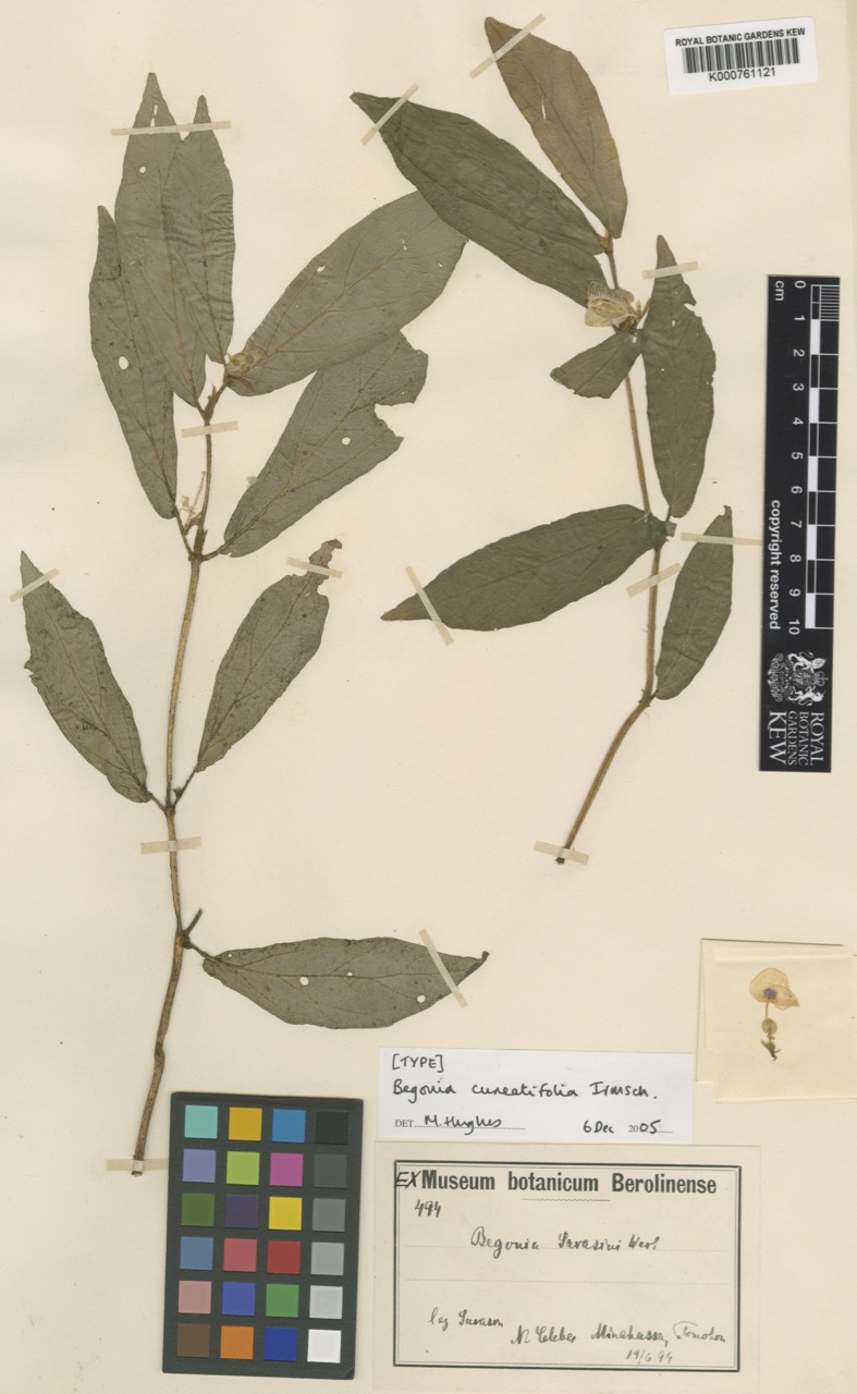 B. cuneatifolia